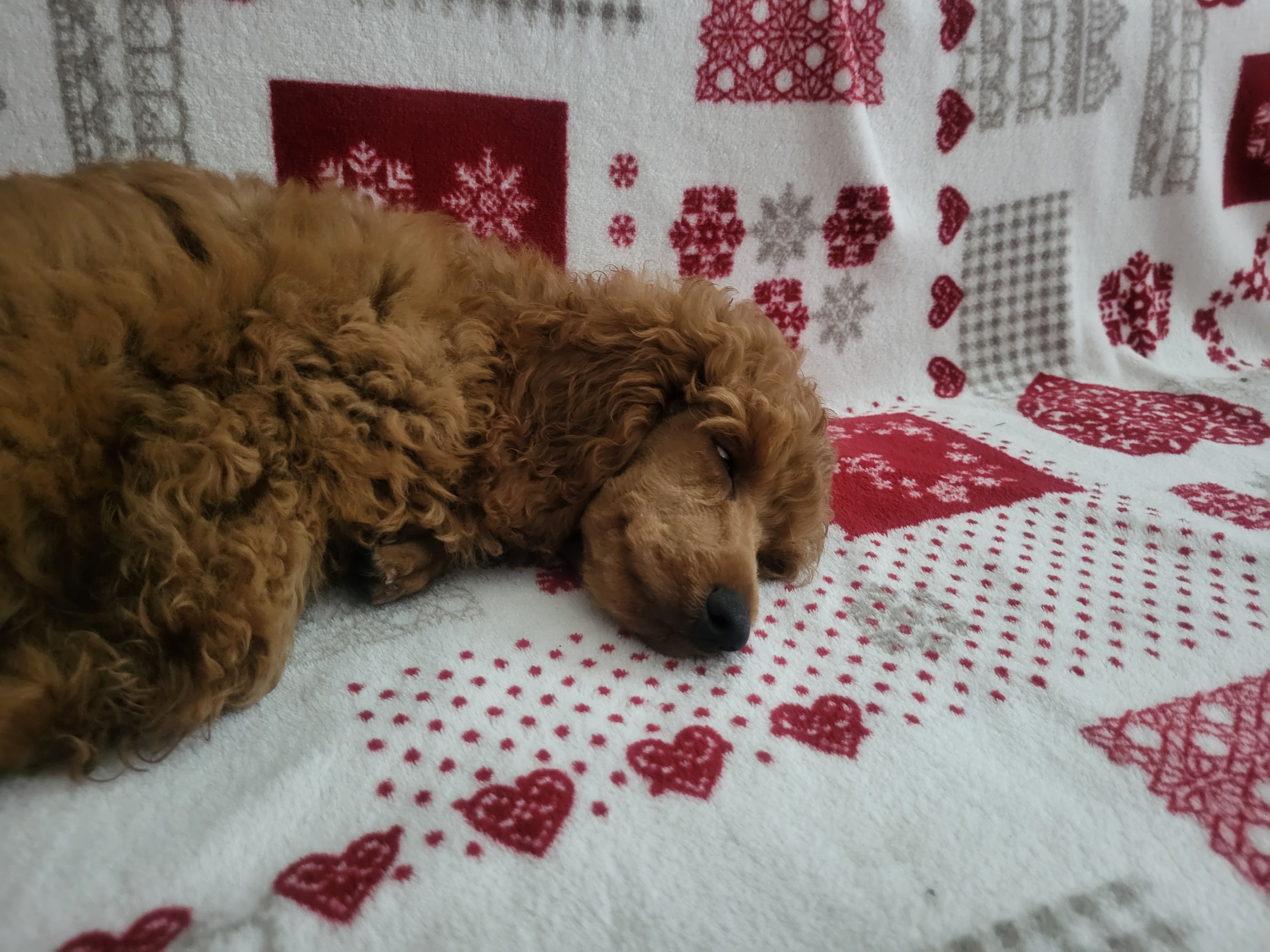 tica1